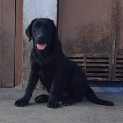IndiaDogs-Lab-Vivek-Sharma-HP