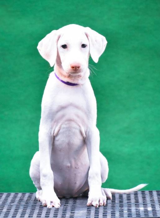 IndiaDogs-Rajapalayam-Raghlin