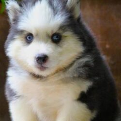 IndiaDogs-Siberian-Stardust