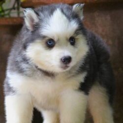 IndiaDogs-Siberian-Stardust