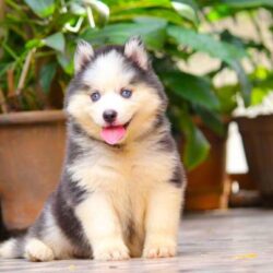 IndiaDogs-Siberian-Stardust