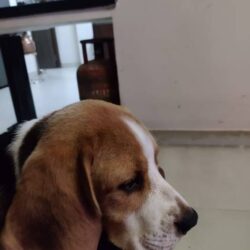 IndiaDogs-Beagle-Surendran