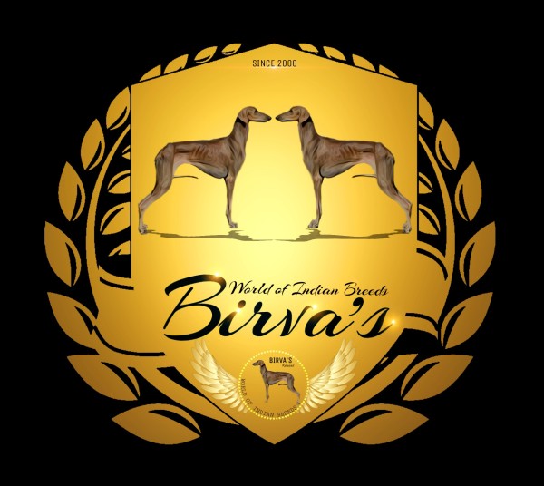 IndiaDogs-Caravan-Birva