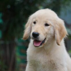 IndiaDogs-Golden-Ramasamy