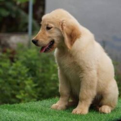 IndiaDogs-Golden-Ramasamy