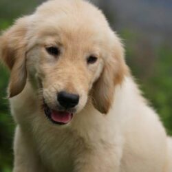 IndiaDogs-Golden-Ramasamy