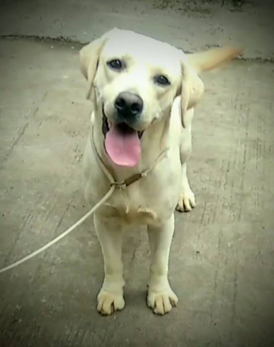 IndiaDogs-Lab-Brijesh