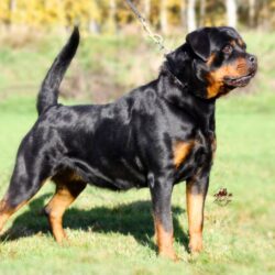 IndiaDogs-Rot-Amith