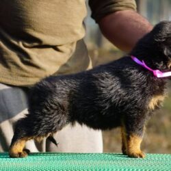 IndiaDogs-Rot-Amith