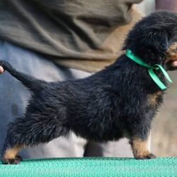 IndiaDogs-Rot-Amith