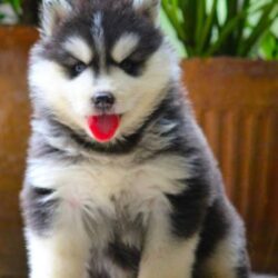 IndiaDogs-Siberian-Stardust