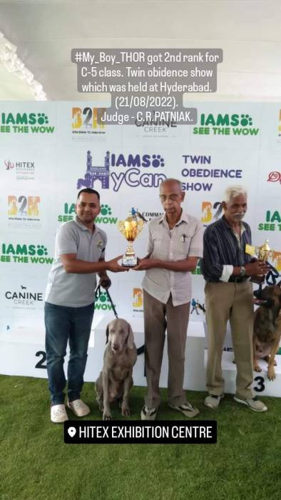 IndiaDogs-Weimaraner-Prithviraj