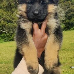 IndiaDogs-GSD-Siva