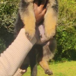 IndiaDogs-GSD-Siva