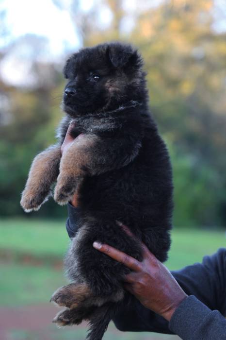 IndiaDogs-GSD-Siva