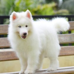 IndiaDogs-Siberian-Gururaj