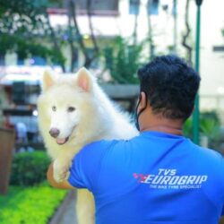 IndiaDogs-Siberian-Gururaj