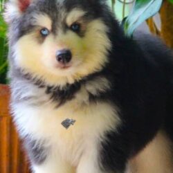 IndiaDogs-Siberian-Stardust