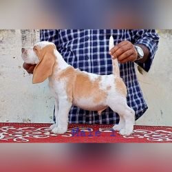 IndiaDogs-Beagle-Crossfield-HP