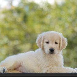 IndiaDogs-Golden-Adchans