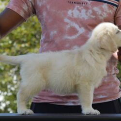 IndiaDogs-Golden-Adchans