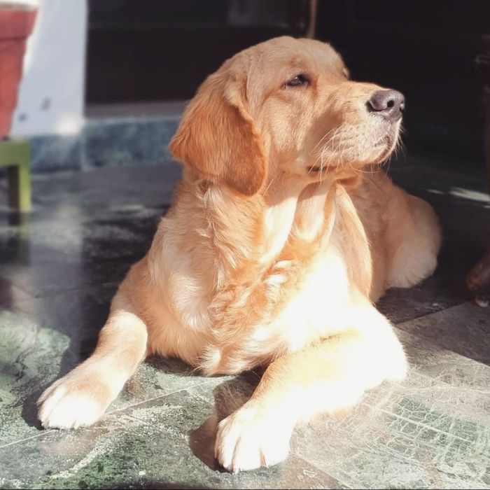 IndiaDogs-Golden-Toptier