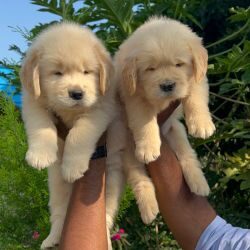 IndiaDogs-Golden-Toptier-HP
