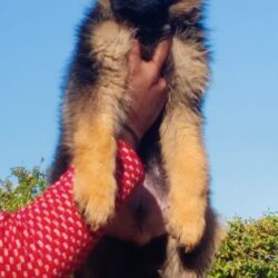 IndiaDogs-GSD-Siva