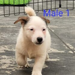 IndiaDogs-JRT-Crossfields