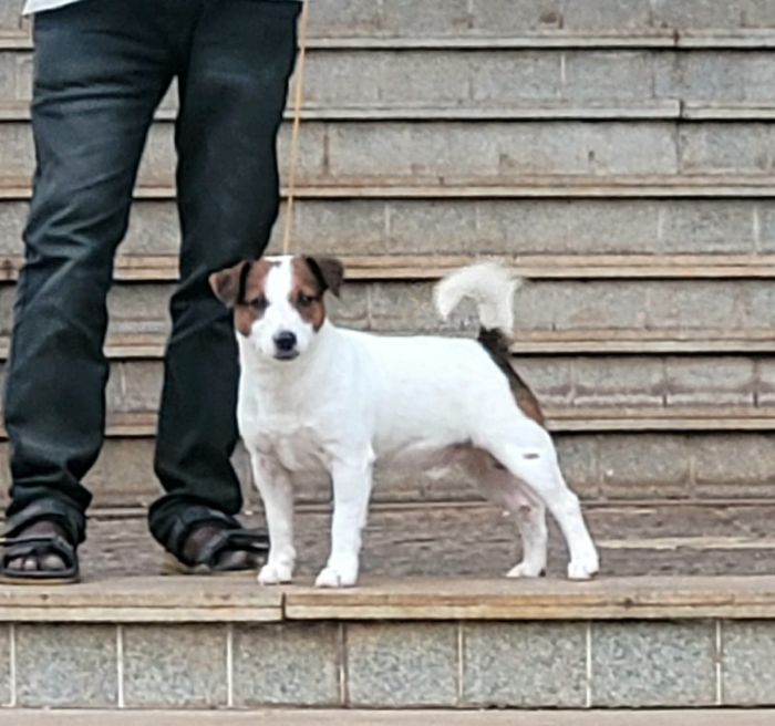 IndiaDogs-JRT-Crossfields