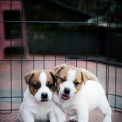 IndiaDogs-JRT-Saravanan