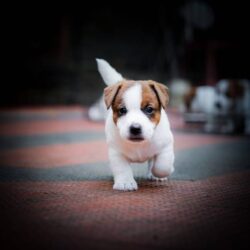 IndiaDogs-JRT-Saravanan