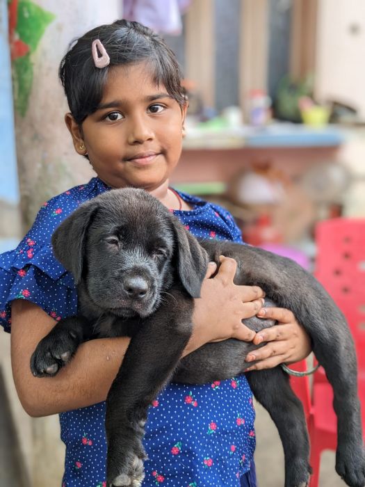 IndiaDogs-Lab-Karthick