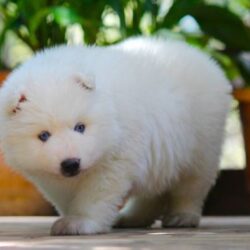 IndiaDogs-Siberian-Stardust