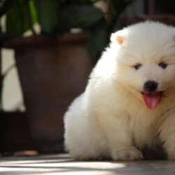IndiaDogs-Siberian-Stardust
