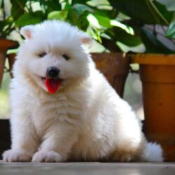 IndiaDogs-Siberian-Stardust