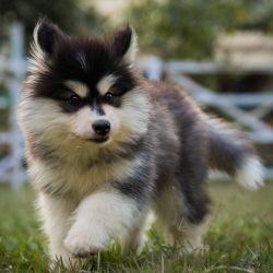 IndiaDogs-Alaskan-Malamute-Rahul-Shortfacedwolves-HP