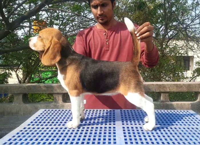 IndiaDogs-Beagle-Nishanth