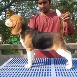 IndiaDogs-Beagle-Nishanth-HP