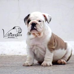 IndiaDogs-Bulldog-Vananya-HP