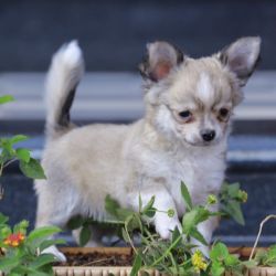 IndiaDogs-Chihuahua-Rajan-HP