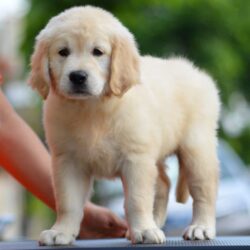 IndiaDogs-Golden-Adchans