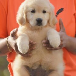 IndiaDogs-Golden-Adchans