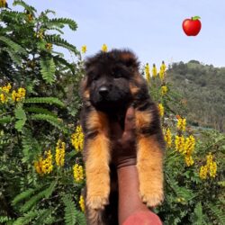 IndiaDogs-GSD-Apple