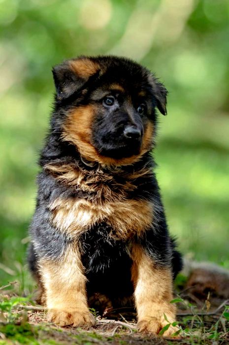 Litter Box – German Shepherd Dog (Alsatian) – Kennel Ballack – Sivakumar -  India Dogs