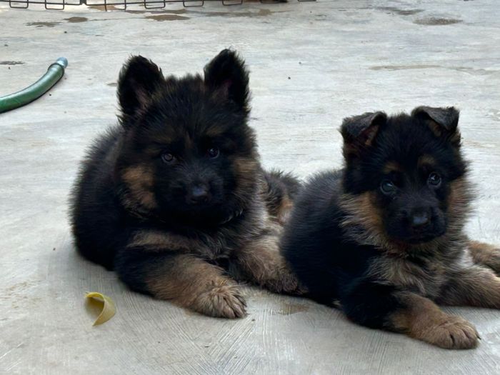 IndiaDogs-GSD-Meena-Kennels
