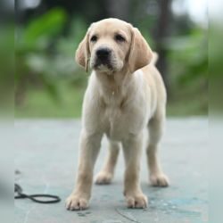 IndiaDogs-Lab-Karthick-HP