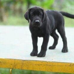 IndiaDogs-Lab-Karthick