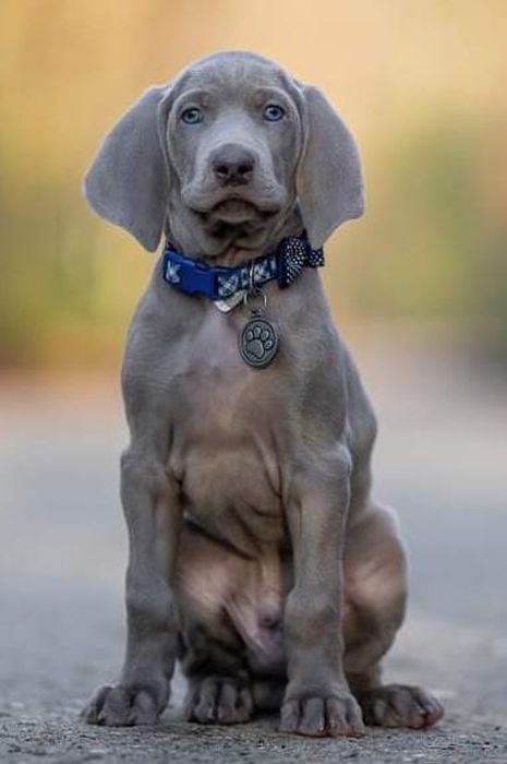 IndiaDogs-Weimaraner-Prithviraj
