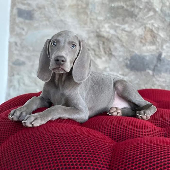 IndiaDogs-Weimaraner-Prithviraj